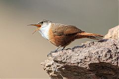 Canyon Wren